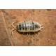 Porcellio laevis Dairy Cow vėdarėliai, DĖŽUTĖ (10 VNT) IŠPARDUOTA